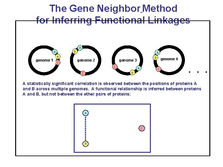 The Gene Neighbor Method for Inferring Functional Linkages A B A genome 1 B