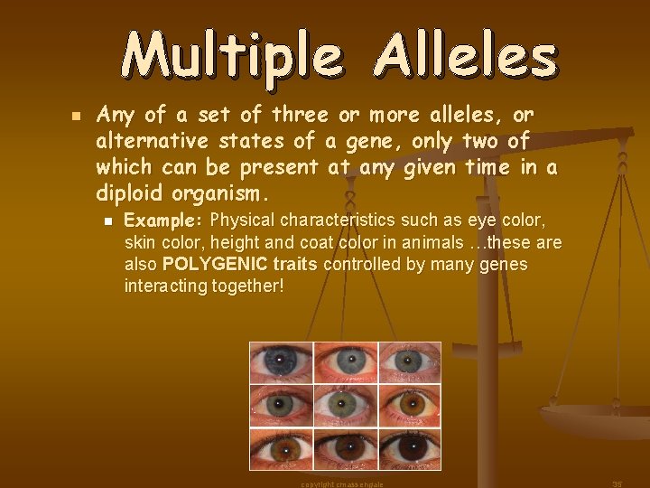 Multiple Alleles n Any of a set of three or more alleles, or alternative