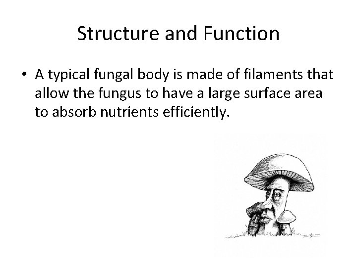 Structure and Function • A typical fungal body is made of filaments that allow