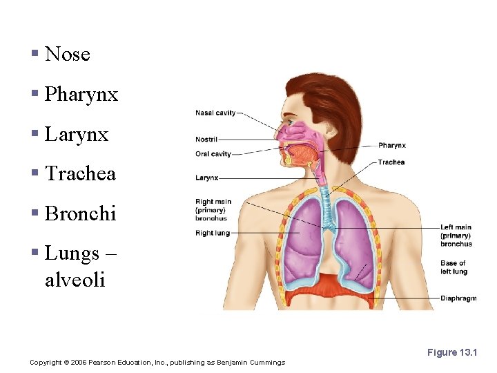 Organs of the Respiratory system § Nose § Pharynx § Larynx § Trachea § Organs of the Respiratory system § Nose § Pharynx § Larynx § Trachea §