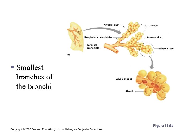 Bronchioles § Smallest branches of the bronchi Figure 13. 5 a Copyright © 2006 Bronchioles § Smallest branches of the bronchi Figure 13. 5 a Copyright © 2006