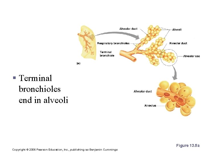 Bronchioles § Terminal bronchioles end in alveoli Figure 13. 5 a Copyright © 2006 Bronchioles § Terminal bronchioles end in alveoli Figure 13. 5 a Copyright © 2006