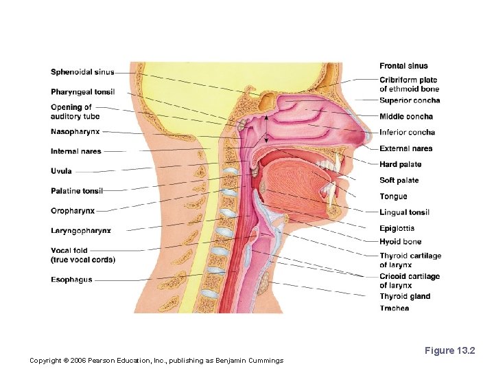 Upper Respiratory Tract Figure 13. 2 Copyright © 2006 Pearson Education, Inc. , publishing Upper Respiratory Tract Figure 13. 2 Copyright © 2006 Pearson Education, Inc. , publishing