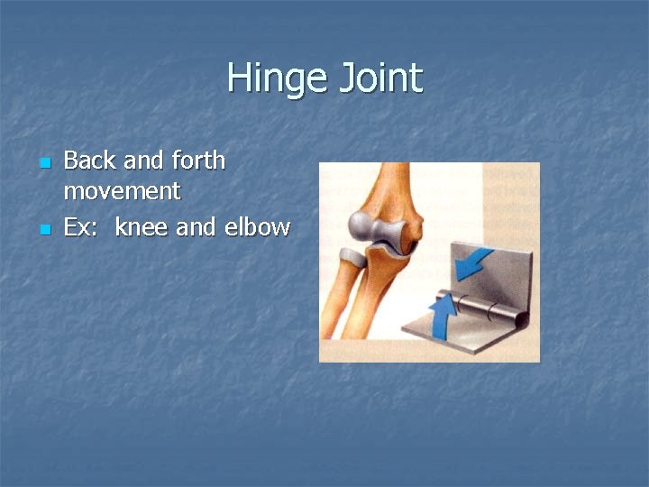 Hinge Joint n n Back and forth movement Ex: knee and elbow 