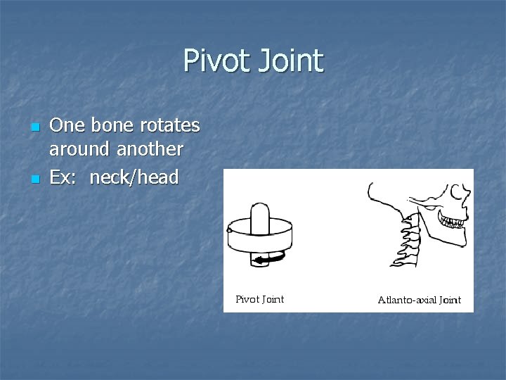 Pivot Joint n n One bone rotates around another Ex: neck/head 