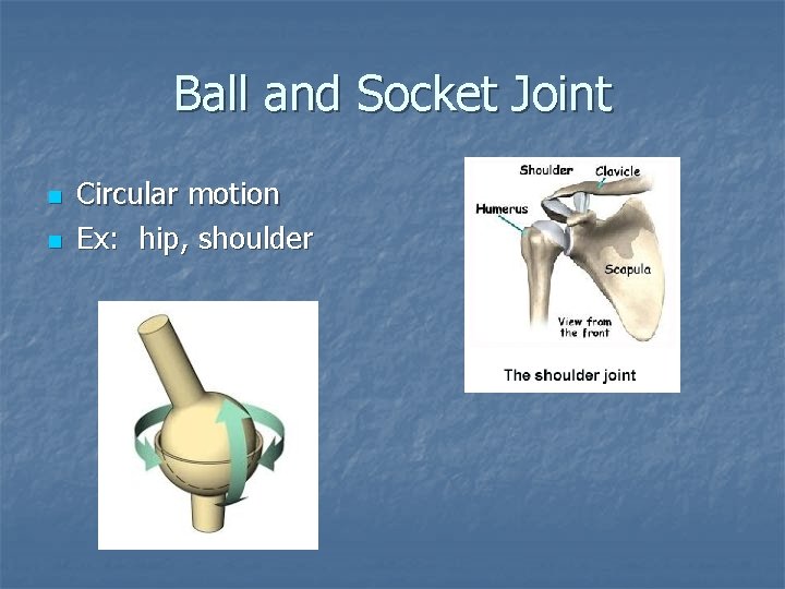 Ball and Socket Joint n n Circular motion Ex: hip, shoulder 