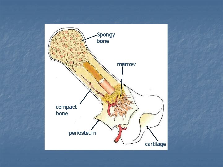 Spongy bone marrow compact bone periosteum cartilage 