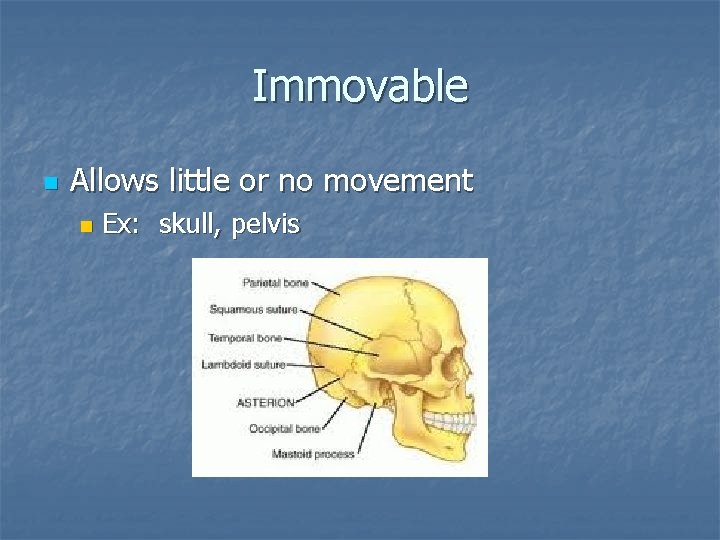 Immovable n Allows little or no movement n Ex: skull, pelvis 