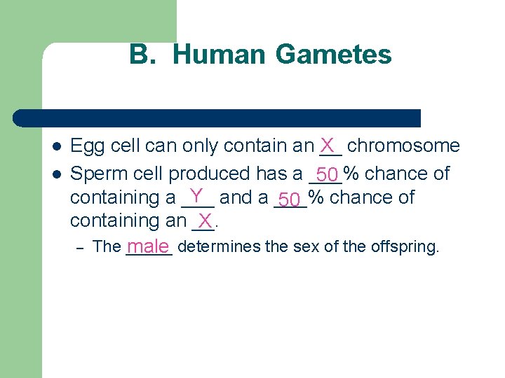 B. Human Gametes l l Egg cell can only contain an __ chromosome X