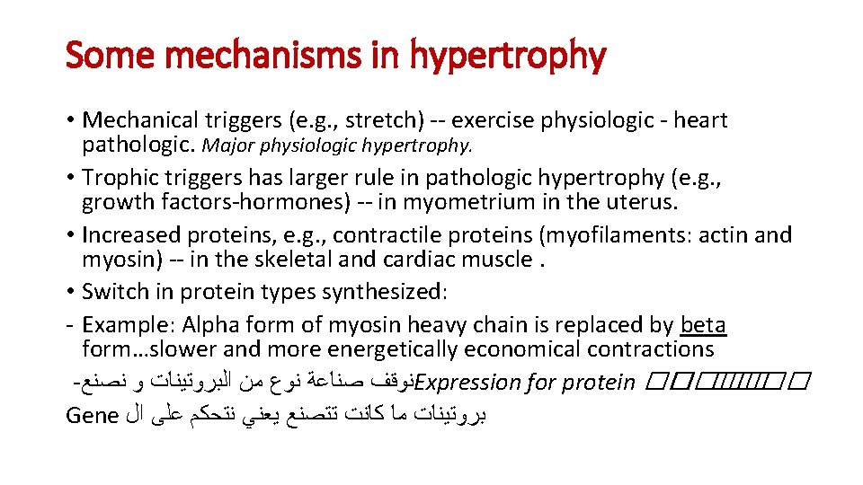 Some mechanisms in hypertrophy • Mechanical triggers (e. g. , stretch) -- exercise physiologic