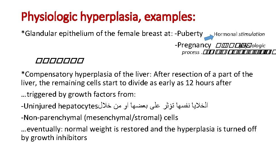 Physiologic hyperplasia, examples: *Glandular epithelium of the female breast at: -Puberty -Pregnancy Hormonal stimulation