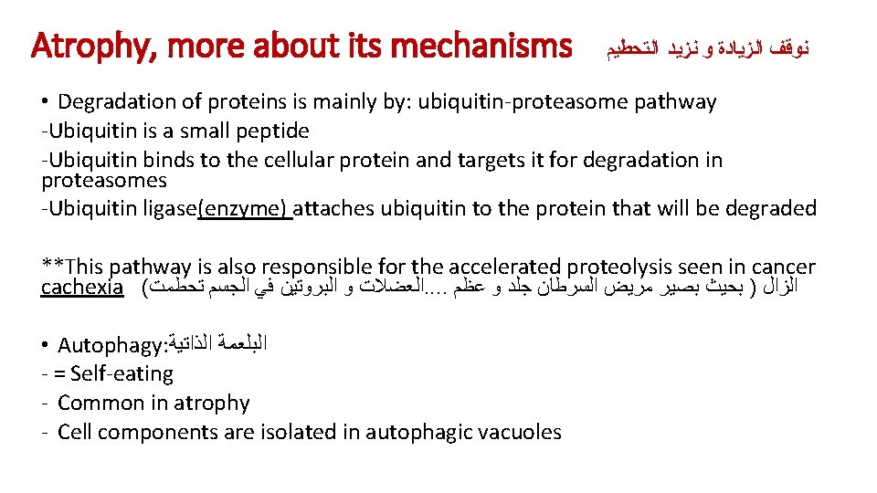 Atrophy, more about its mechanisms ﻧﻮﻗﻒ ﺍﻟﺰﻳﺎﺩﺓ ﻭ ﻧﺰﻳﺪ ﺍﻟﺘﺤﻄﻴﻢ • Degradation of proteins