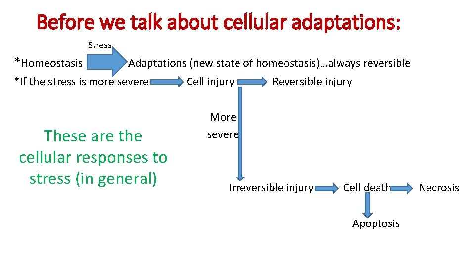 Before we talk about cellular adaptations: Stress *Homeostasis Adaptations (new state of homeostasis)…always reversible