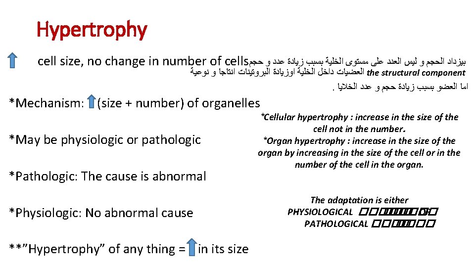 Hypertrophy cell size, no change in number of cells ﺑﻴﺰﺩﺍﺩ ﺍﻟﺤﺠﻢ ﻭ ﻟﻴﺲ ﺍﻟﻌﺪﺩ