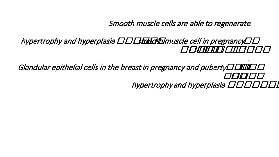 Smooth muscle cells are able to regenerate. hypertrophy and hyperplasia ������ smooth muscle cell