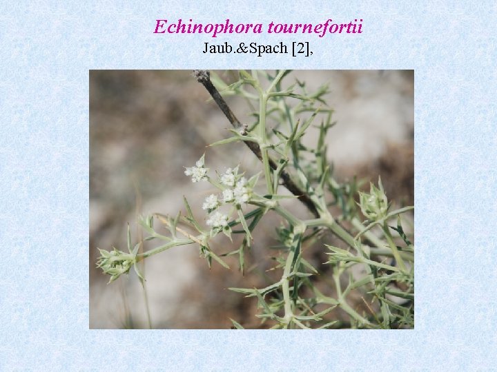 Echinophora tournefortii Jaub. &Spach [2], 