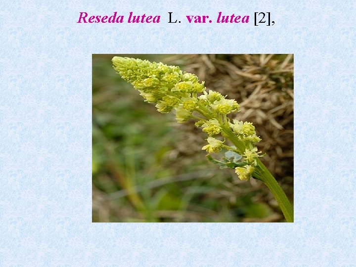 Reseda lutea L. var. lutea [2], 