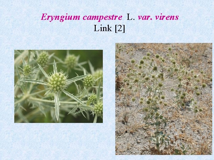 Eryngium campestre L. var. virens Link [2] 