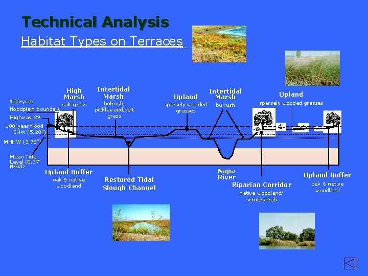 Technical Analysis Habitat Types on Terraces Wetlands restoration w/pictures High Marsh 100 -year floodplain