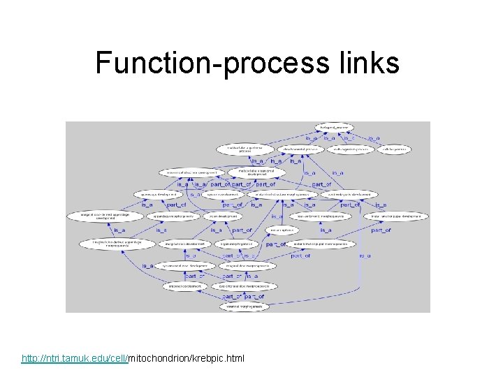 Function-process links http: //ntri. tamuk. edu/cell/mitochondrion/krebpic. html 