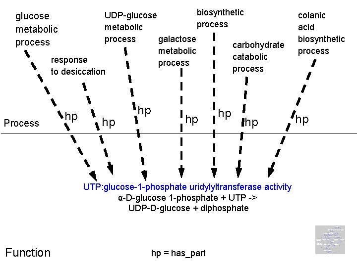 biosynthetic UDP-glucose process metabolic process galactose carbohydrate metabolic catabolic response process to desiccation glucose