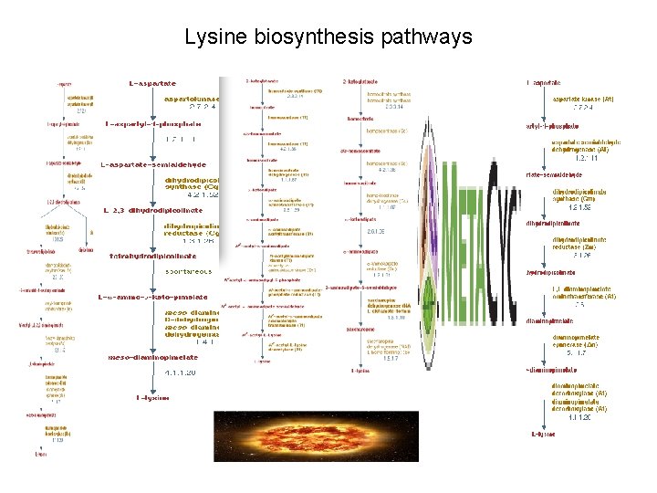 Lysine biosynthesis pathways 