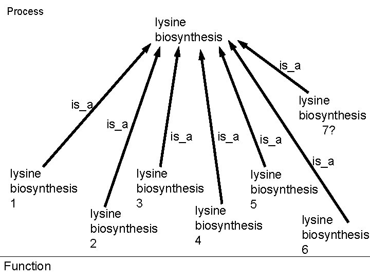 Process lysine biosynthesis is_a lysine biosynthesis 1 Function is_a lysine biosynthesis 7? is_a lysine