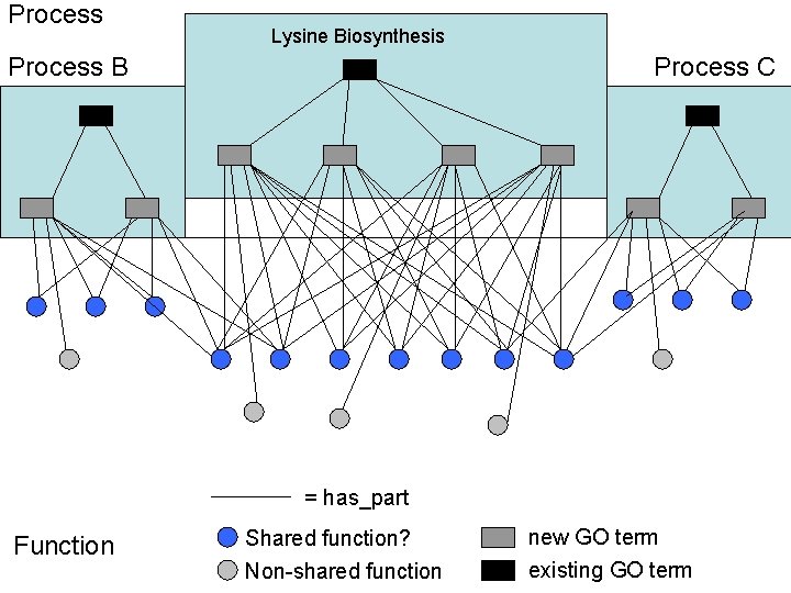 Process Lysine Biosynthesis Process B Process C = has_part Function Shared function? new GO