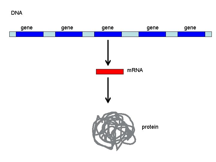 DNA gene m. RNA protein gene 