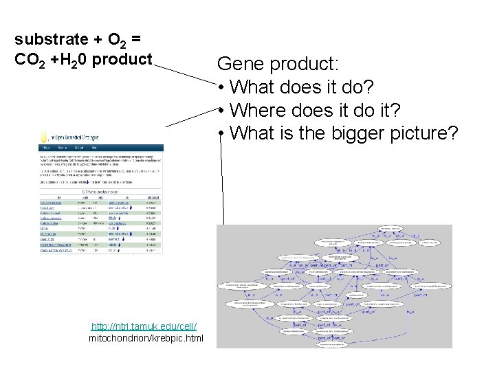 substrate + O 2 = CO 2 +H 20 product http: //ntri. tamuk. edu/cell/