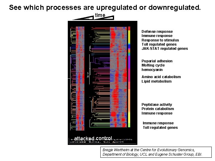 See which processes are upregulated or downregulated. time Defense response Immune response Response to See which processes are upregulated or downregulated. time Defense response Immune response Response to