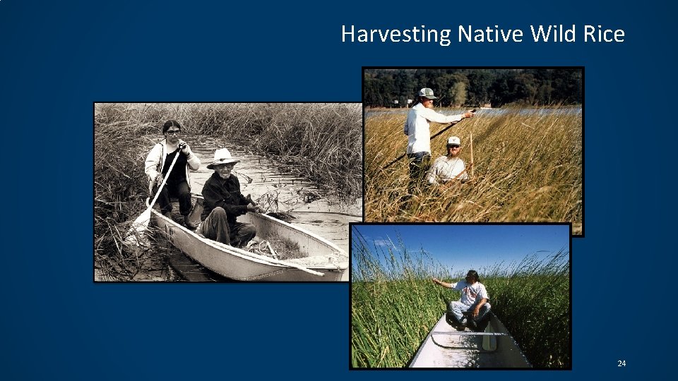 Harvesting Native Wild Rice © Copyright Aaron Fairbanks, 2015 24 Harvesting Native Wild Rice © Copyright Aaron Fairbanks, 2015 24