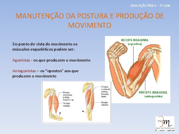 EDUCAÇÃO FÍSICA – 2º Ciclo MANUTENÇÃO DA POSTURA E PRODUÇÃO DE MOVIMENTO Do ponto