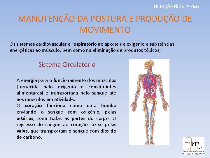 EDUCAÇÃO FÍSICA -2º Ciclo MANUTENÇÃO DA POSTURA E PRODUÇÃO DE MOVIMENTO Os sistemas cardiovascular