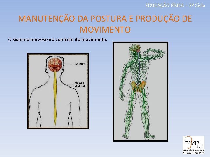 EDUCAÇÃO FÍSICA – 2º Ciclo MANUTENÇÃO DA POSTURA E PRODUÇÃO DE MOVIMENTO O sistema