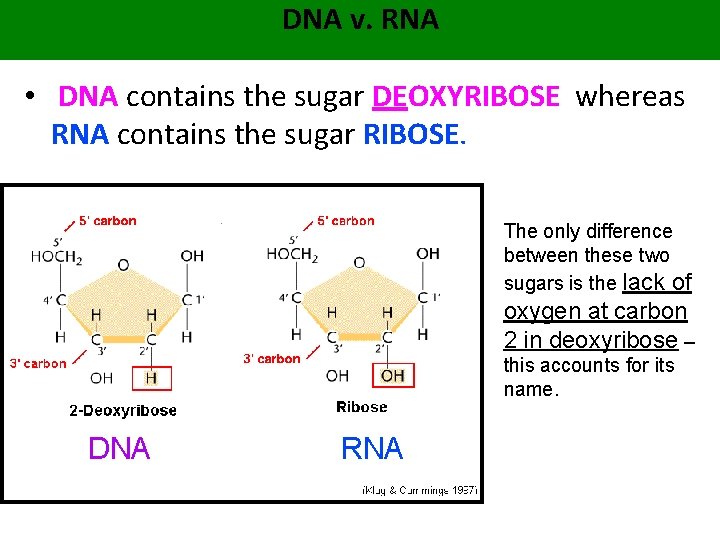 DNA v. RNA • DNA contains the sugar DEOXYRIBOSE whereas RNA contains the sugar