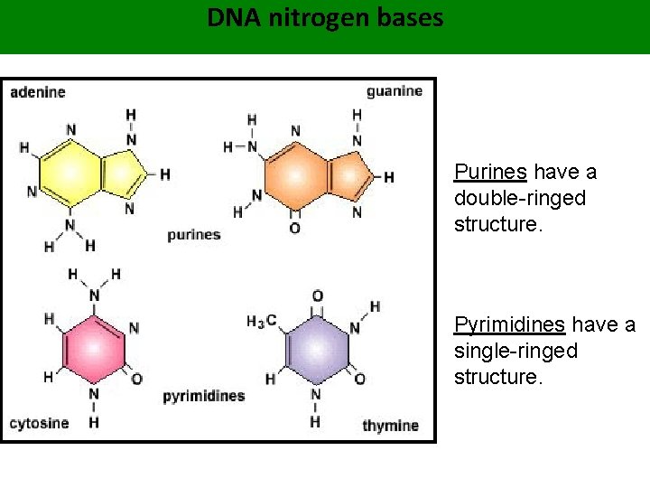 DNA nitrogen bases Purines have a double-ringed structure. Pyrimidines have a single-ringed structure. 