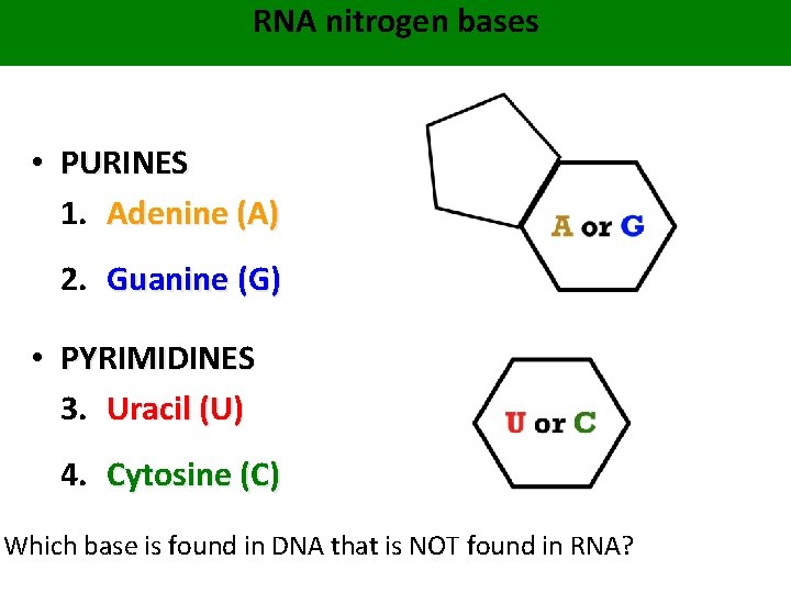 RNA nitrogen bases • PURINES 1. Adenine (A) 2. Guanine (G) • PYRIMIDINES 3.