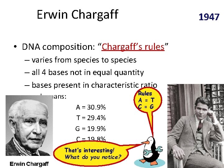 Erwin Chargaff 1947 • DNA composition: “Chargaff’s rules” – varies from species to species