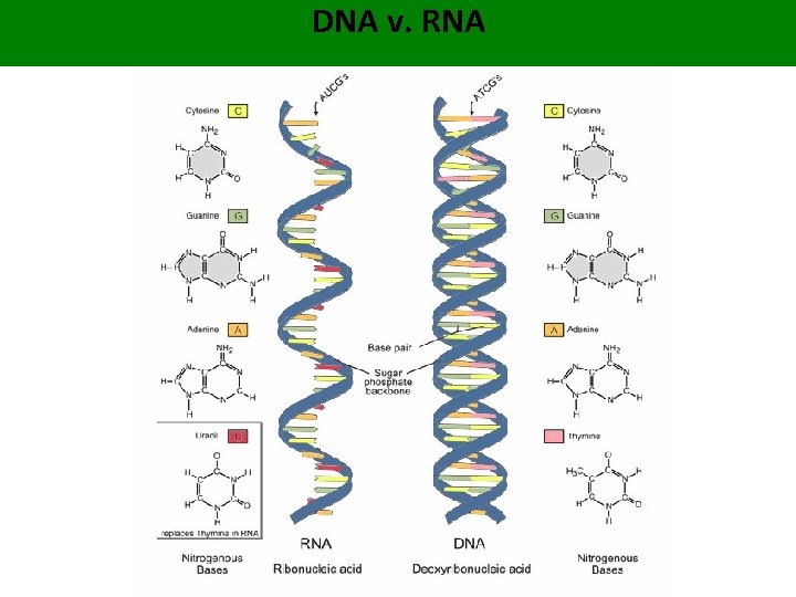 DNA v. RNA 