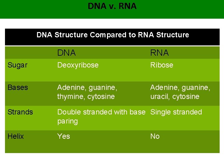 DNA v. RNA DNA Structure Compared to RNA Structure DNA RNA Sugar Deoxyribose Ribose