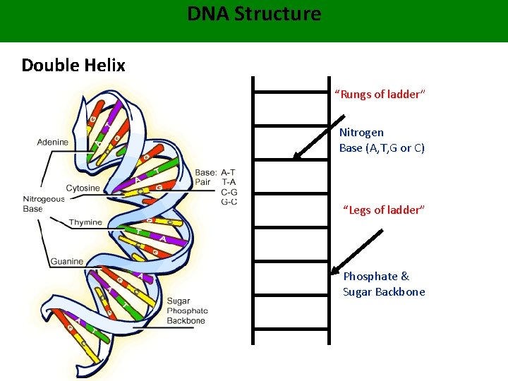 DNA Structure Double Helix “Rungs of ladder” Nitrogen Base (A, T, G or C)