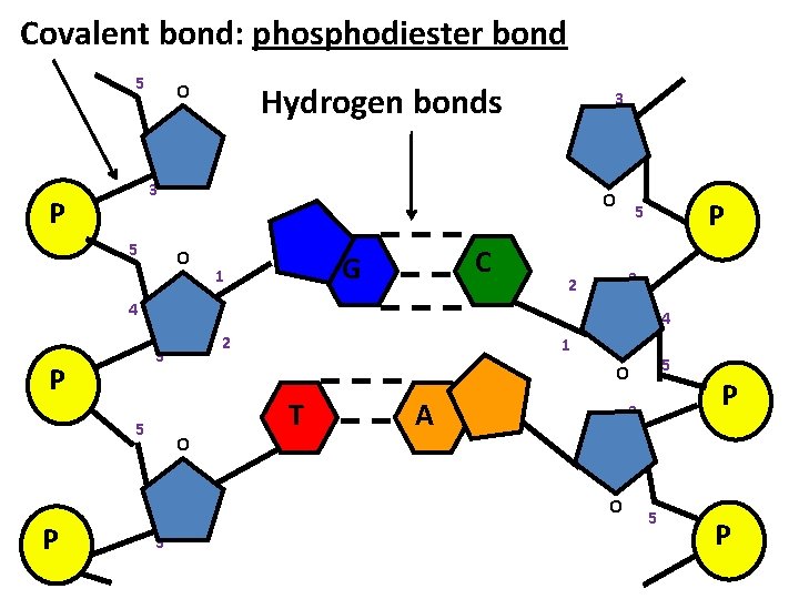 Covalent bond: phosphodiester bond 5 O Hydrogen bonds 3 3 P 5 O O