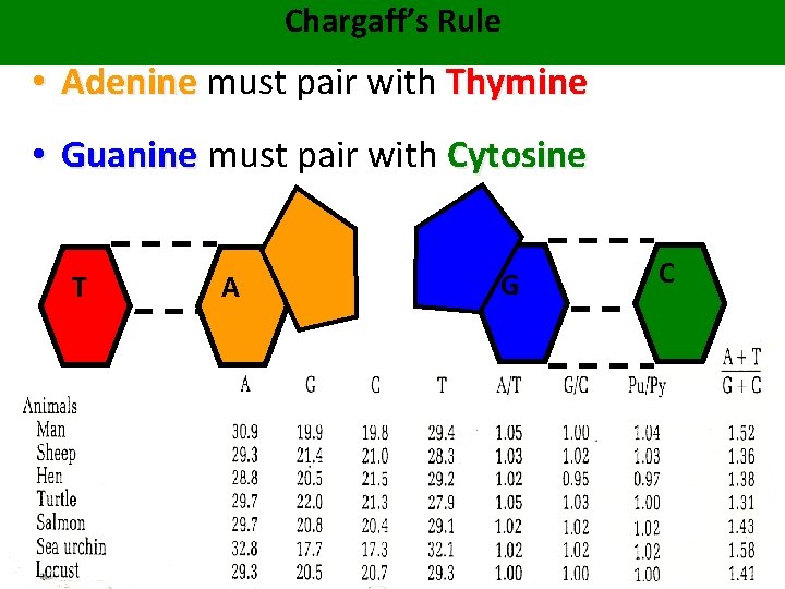 Chargaff’s Rule • Adenine must pair with Thymine • Guanine must pair with Cytosine