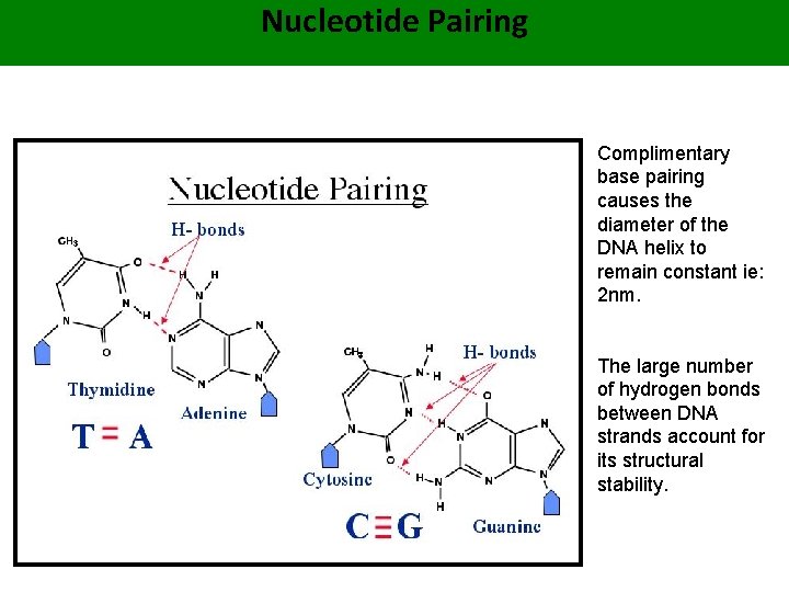 Nucleotide Pairing Complimentary base pairing causes the diameter of the DNA helix to remain