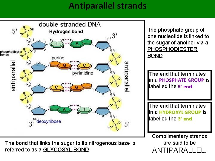 Antiparallel strands The phosphate group of one nucleotide is linked to the sugar of