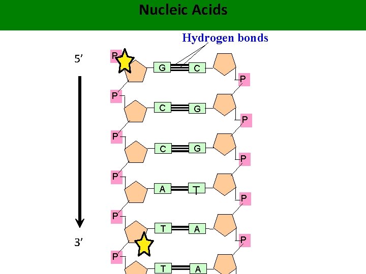 Nucleic Acids Hydrogen bonds 5’ P G C P P C G A T