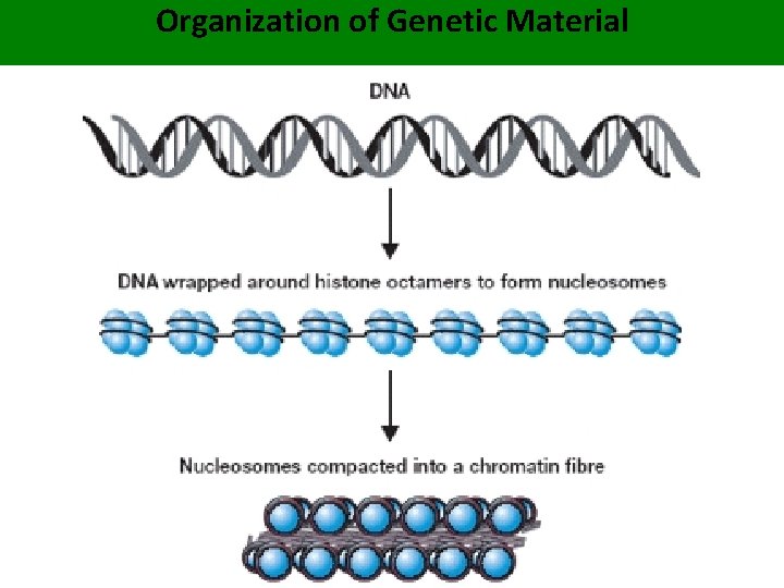 Organization of Genetic Material 