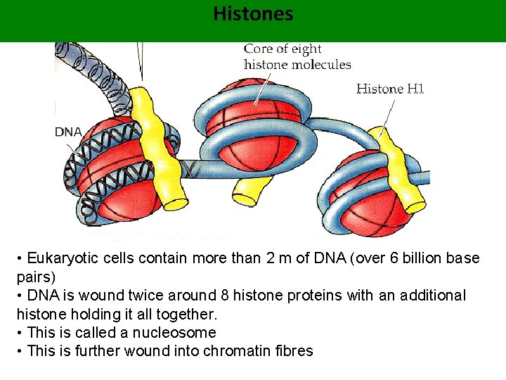 Histones • Eukaryotic cells contain more than 2 m of DNA (over 6 billion