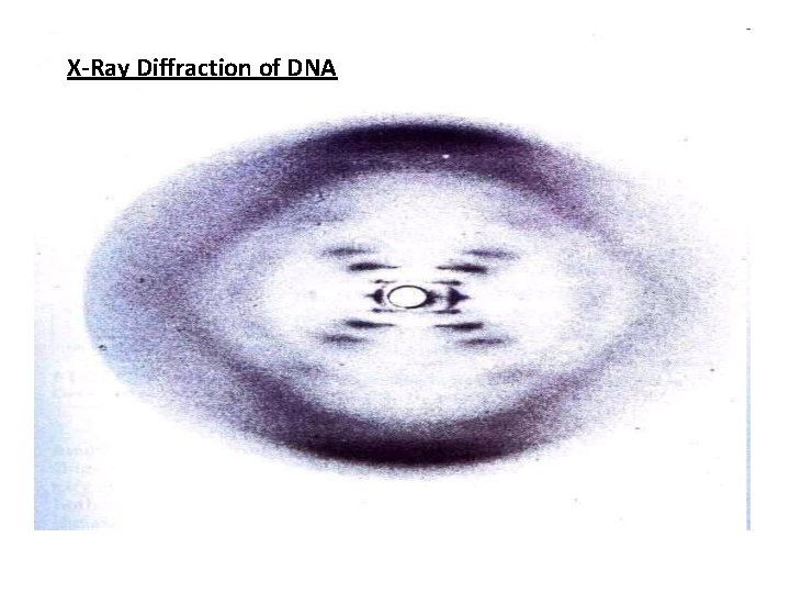 X-Ray Diffraction of DNA 